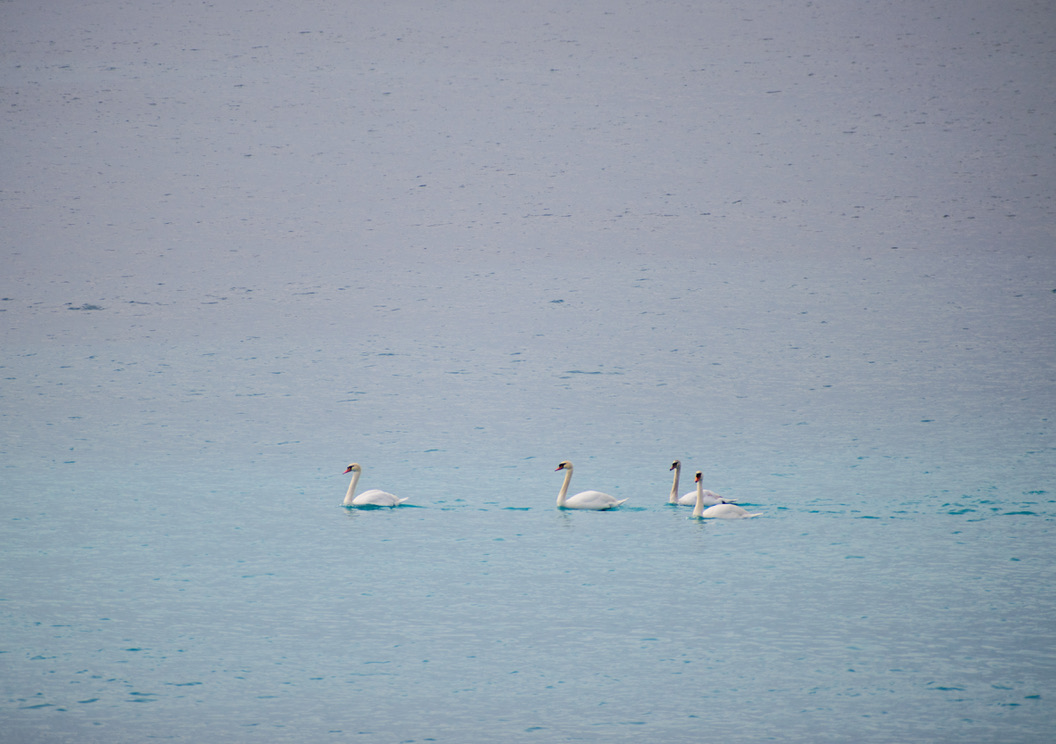 Nice · Cygnes sur le lac